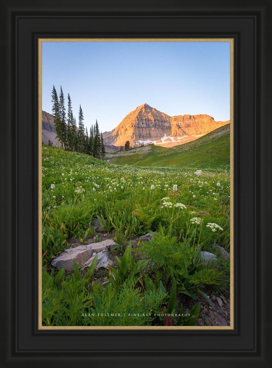 The Meadow