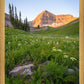 The Meadow