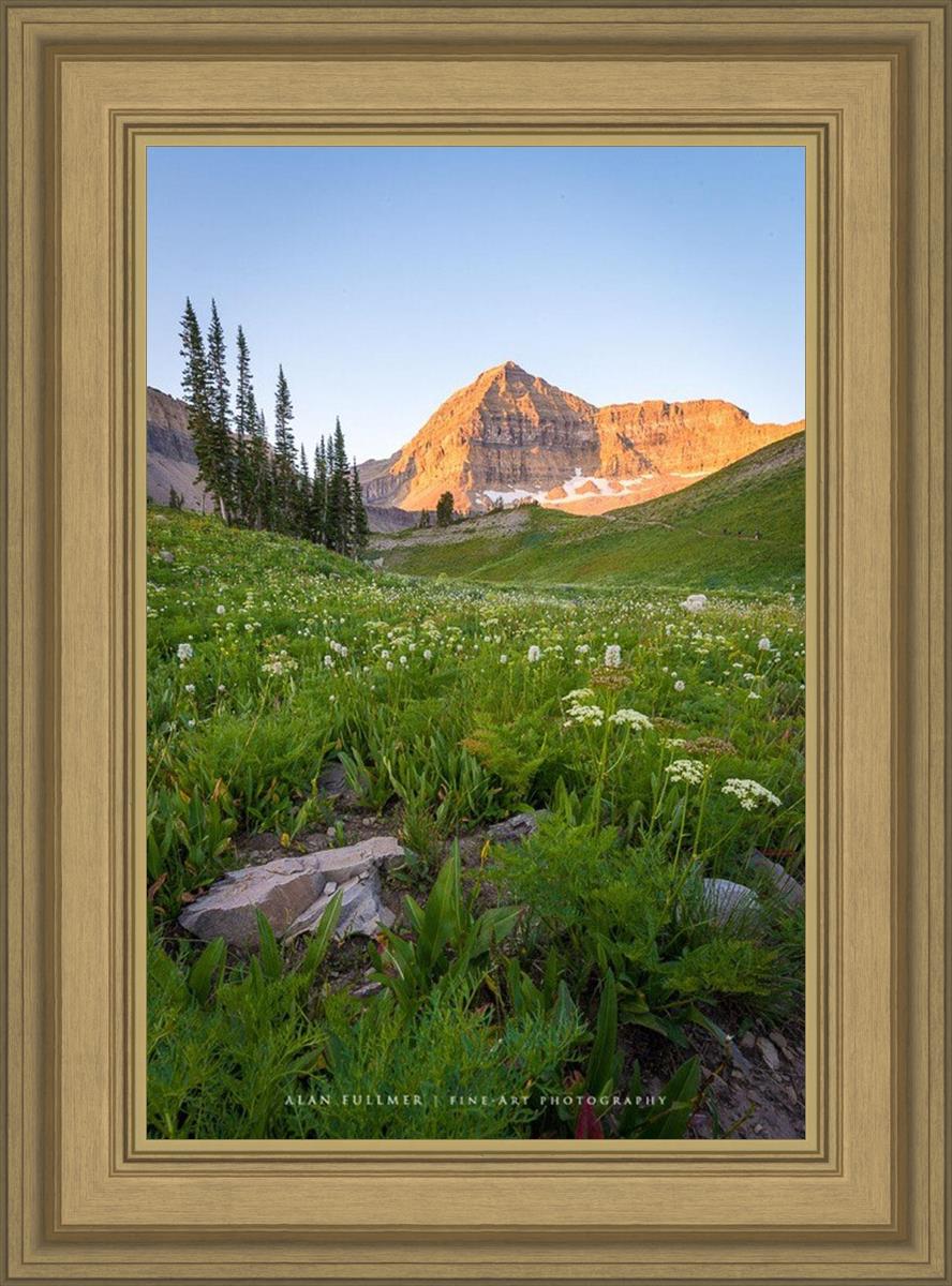 The Meadow