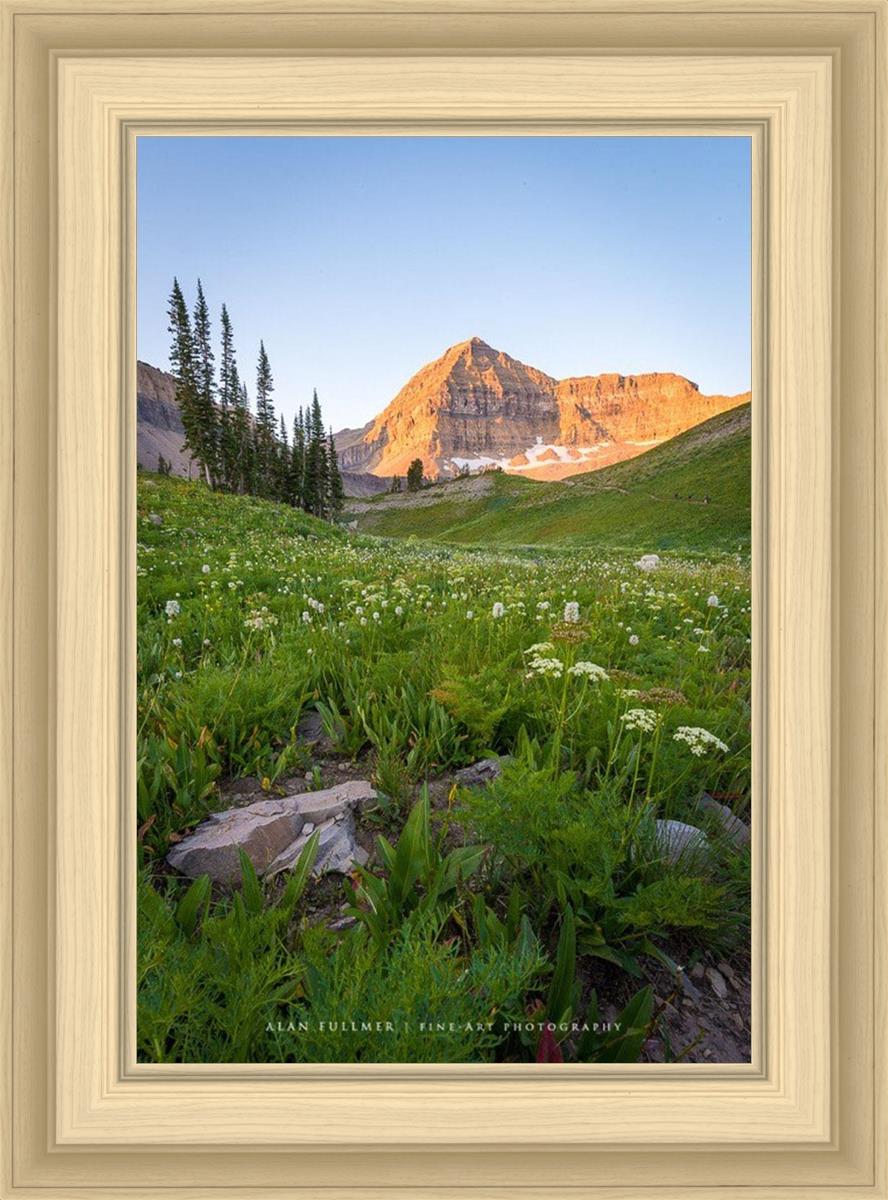 The Meadow