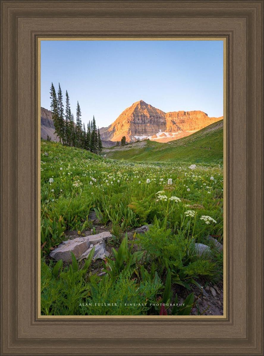 The Meadow