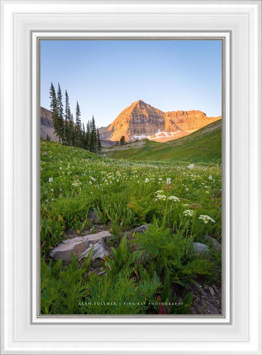 The Meadow