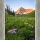 The Meadow