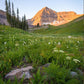 The Meadow