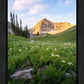 Timpanogos Meadow