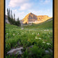 Timpanogos Meadow