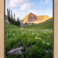 Timpanogos Meadow