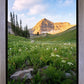 Timpanogos Meadow