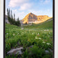 Timpanogos Meadow