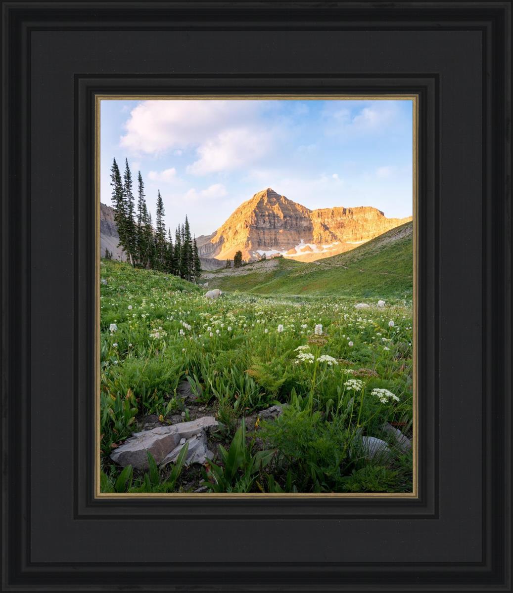 Timpanogos Meadow