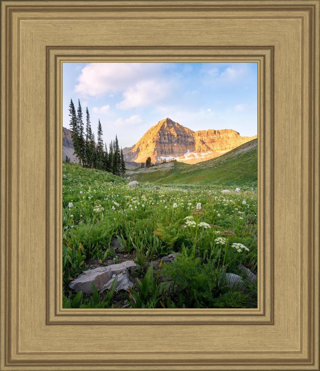 Timpanogos Meadow