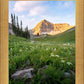 Timpanogos Meadow