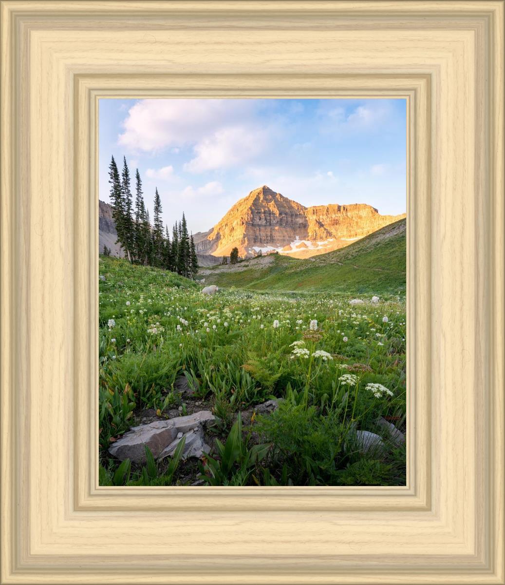 Timpanogos Meadow
