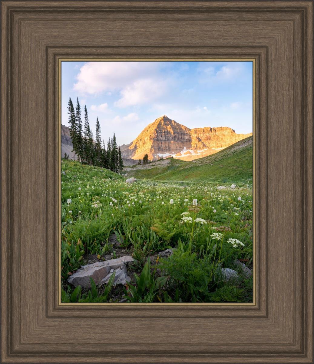 Timpanogos Meadow