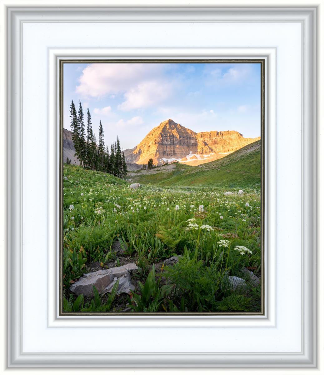 Timpanogos Meadow