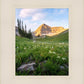 Timpanogos Meadow