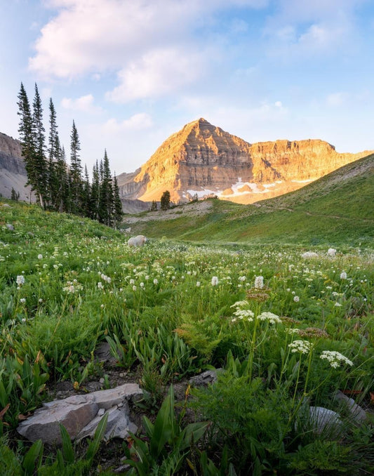 Timpanogos Meadow Gallery Wrap