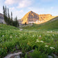 Timpanogos Meadow