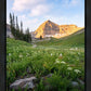 Timpanogos Meadow