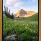 Timpanogos Meadow