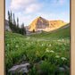 Timpanogos Meadow