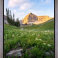 Timpanogos Meadow