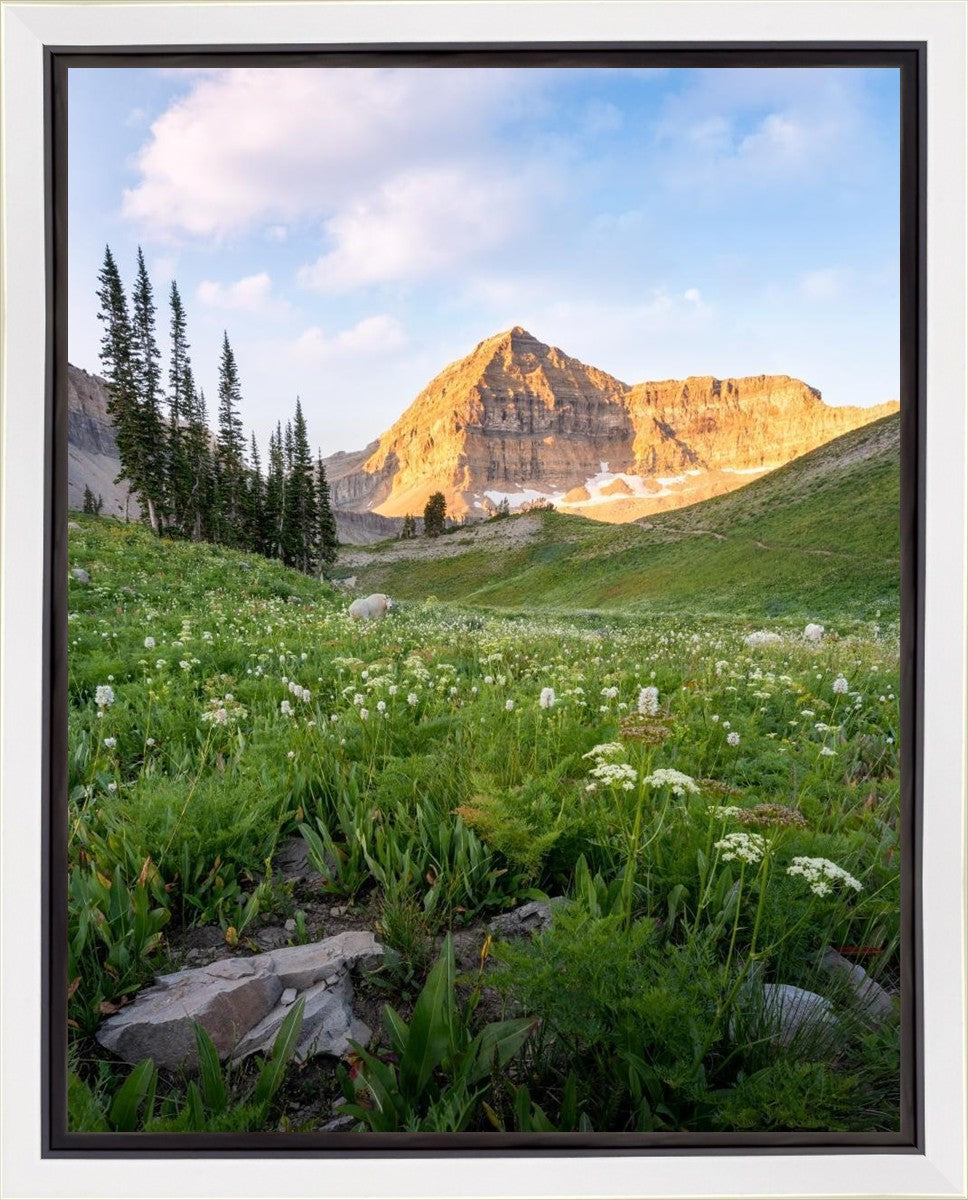 Timpanogos Meadow Gallery Wrap