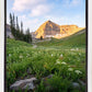 Timpanogos Meadow