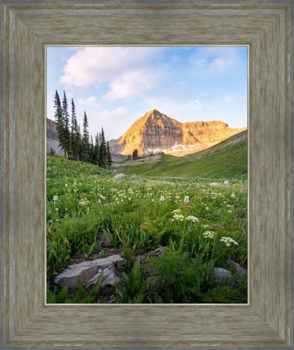 Timpanogos Meadow