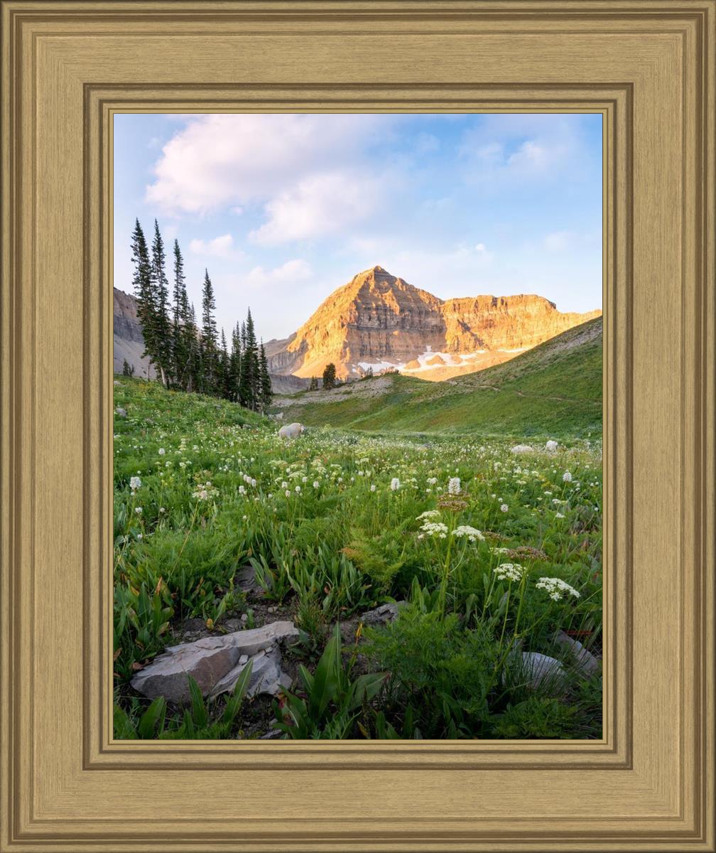 Timpanogos Meadow