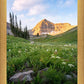 Timpanogos Meadow