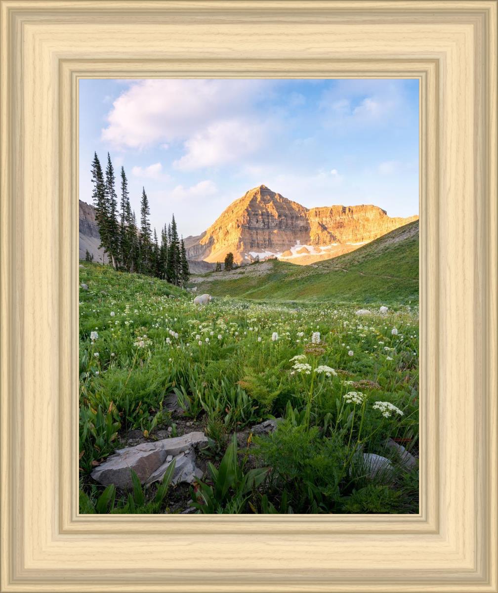 Timpanogos Meadow