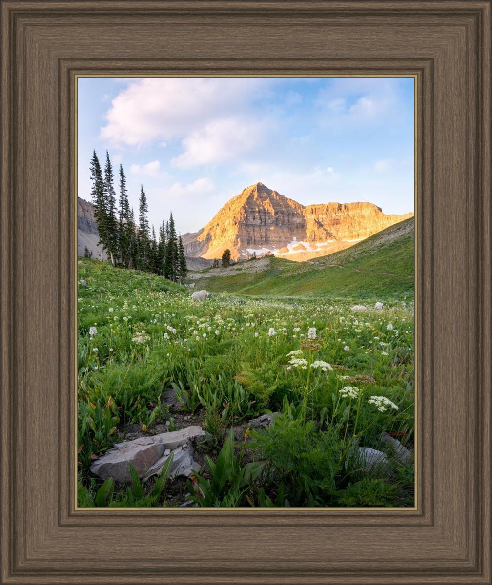 Timpanogos Meadow