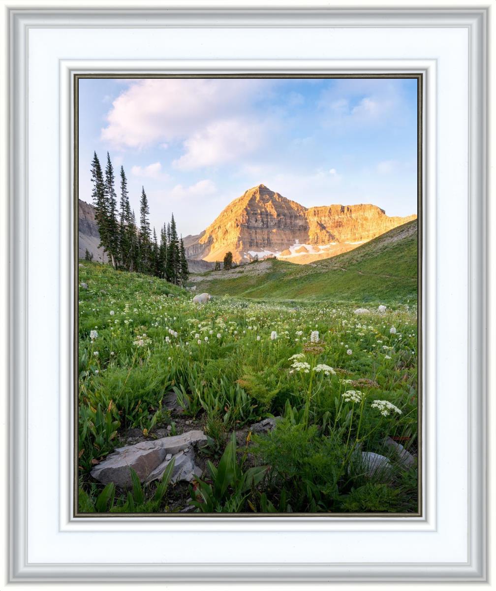 Timpanogos Meadow