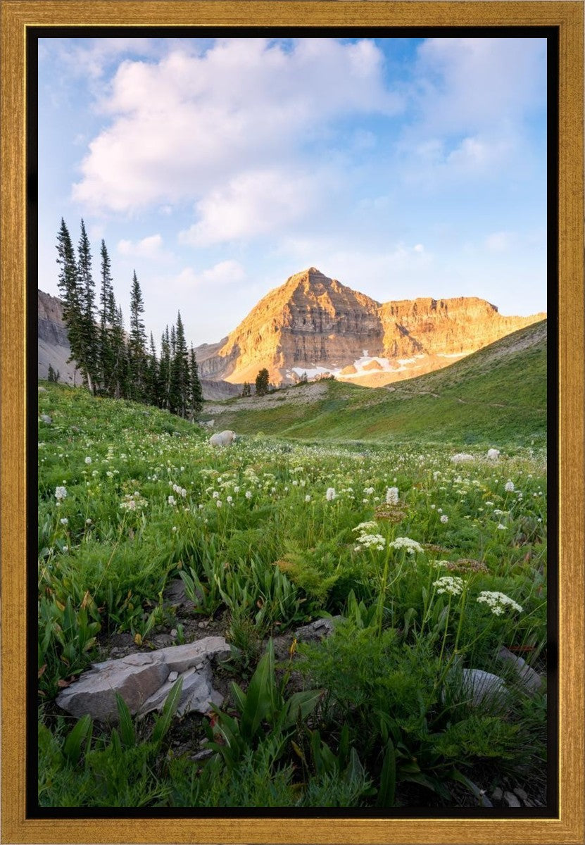 Timpanogos Meadow Gallery Wrap