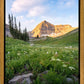 Timpanogos Meadow
