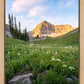 Timpanogos Meadow