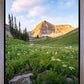 Timpanogos Meadow