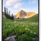Timpanogos Meadow