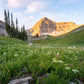 Timpanogos Meadow