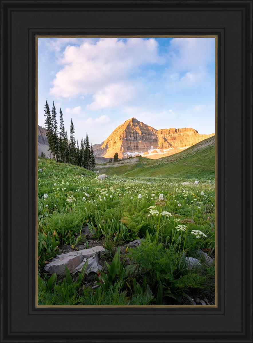 Timpanogos Meadow