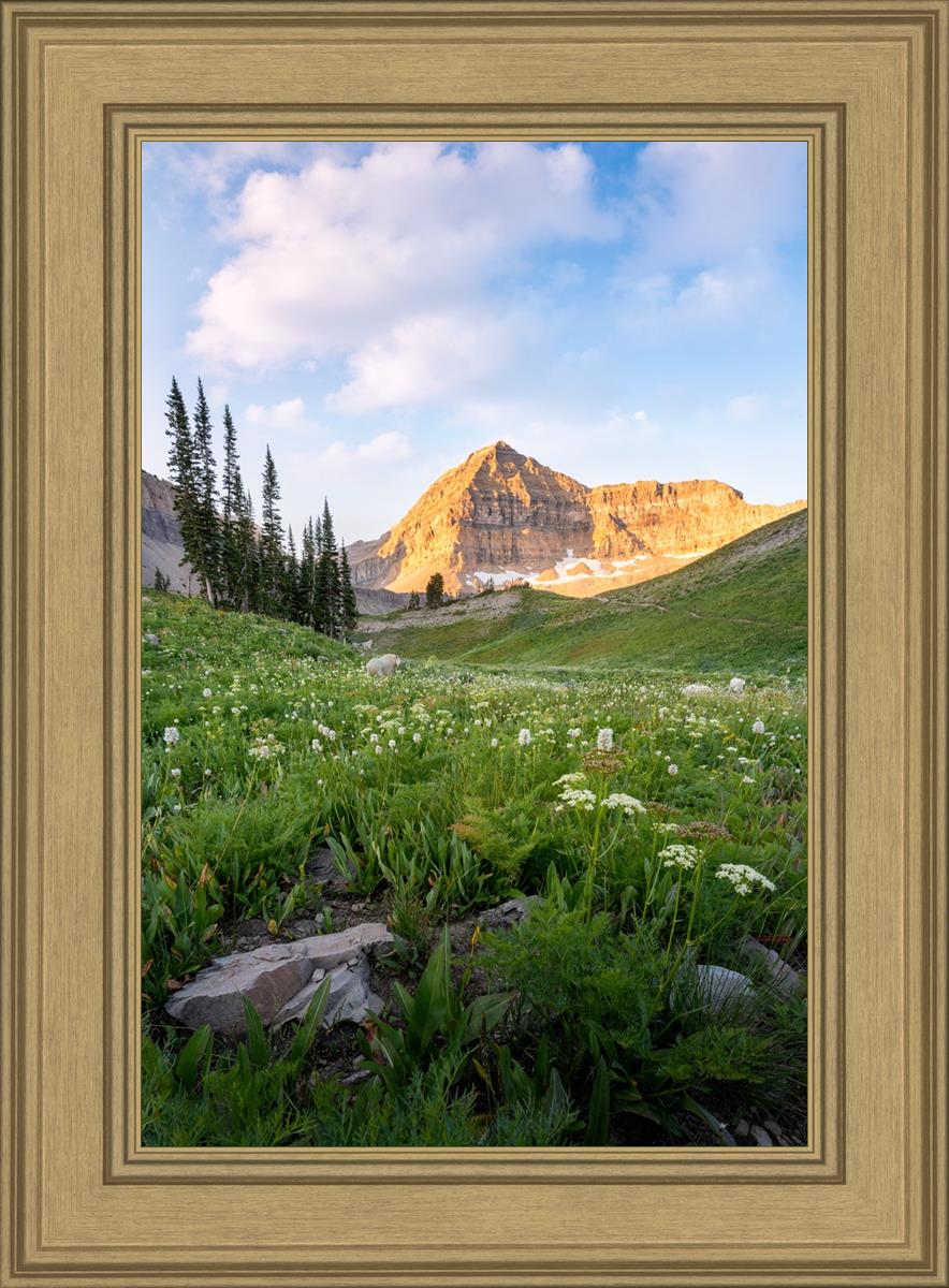 Timpanogos Meadow