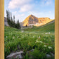Timpanogos Meadow