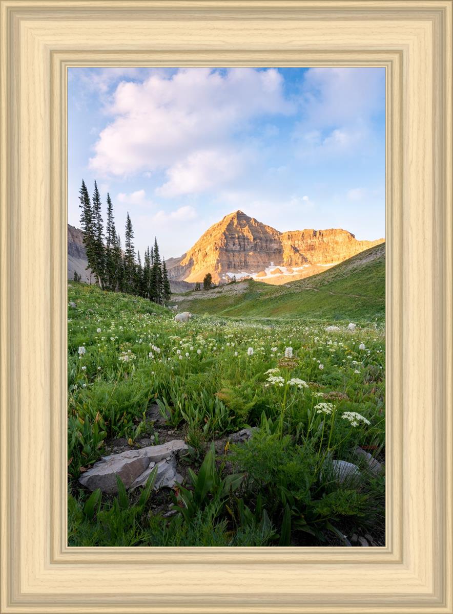 Timpanogos Meadow
