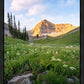 Timpanogos Meadow