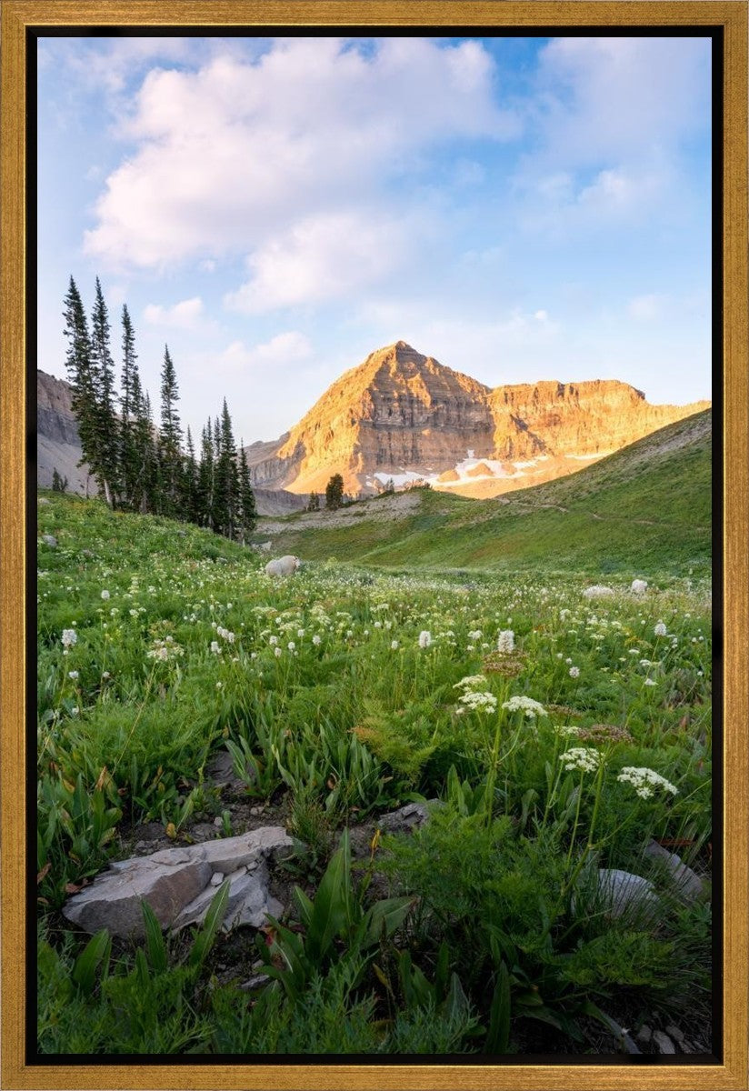 Timpanogos Meadow Gallery Wrap