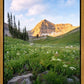 Timpanogos Meadow