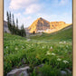 Timpanogos Meadow