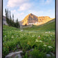 Timpanogos Meadow