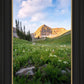 Timpanogos Meadow